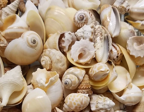 Buy assorted bulk sea shells