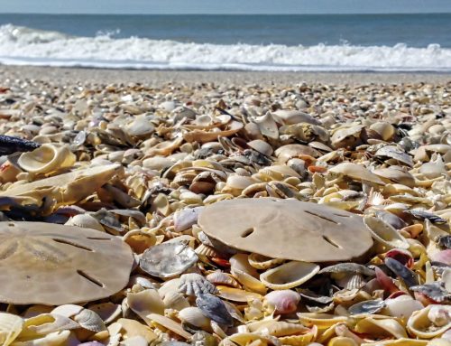 Marco Island Florida